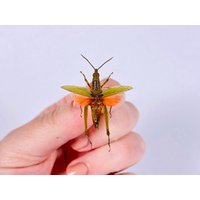 Ein Zierlicher Grillrost Orange Für Spead Stücke, Das Projekt Tierpräparate Und Insektensammlung Ein Zierlicher Grillrost Orange Für Spead Stücke, Das Projekt Tierpräparate Und Insektensammlung von WalletoBeyondArt