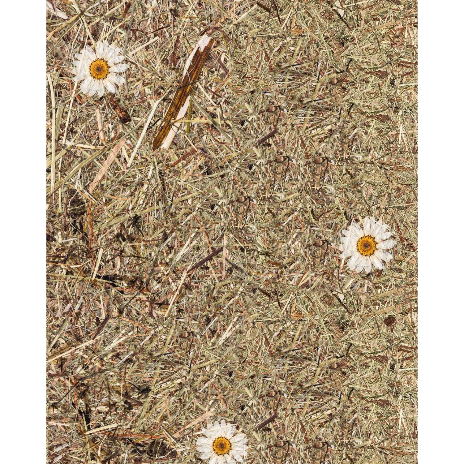 WALLFACE AL-11004 ALPINE WHITE DAISY selbstklebende Tapete Almwiesen-Dekor 4 m2 3050 mm x 1360 mm x 1,4 mm 4,15 m2 Braun WALLFACE AL-11004 ALPINE WHITE DAISY selbstklebende Tapete Almwiesen-Dekor 4 m2 3050 mm x 1360 mm x 1,4 mm 4,15 m2 Braun von Wallface