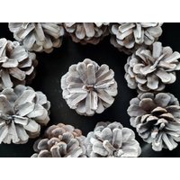 10 Stück Weiße Kieferzapfen Deko Herbst Winter Gesteck Diy Weihnachten von WalnussBastelstube
