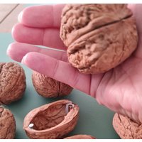 Große Walnussschatulle Magnet Schatulle Walnusshälften Walnuss Basteln Geschenk Botschaft Gutschein Geldgeschenk von WalnussBastelstube