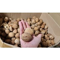 L Walnussschalen Über 4, 0 cm Walnusshälften Walnuss Schalen Dekoration Basteln Herbst Gesteck Winter Weihnachten Diy Geschenkedeko von WalnussBastelstube