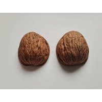 Walnussschale Paar Passende Hälften Walnuss Schalen Dekoration Basteln Herbst Gesteck Winter Weihnachten Diy Geschenkedeko. Zustand "Neu" von WalnussBastelstube