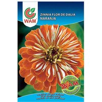WAM - Gigant Zinnia Samen Flor de Dalia Orange, auf 0,9 gr. von Wam