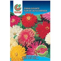 WAM - Riesenzinniensamen variierten die Kaktusblume auf 0,9 g. von Wam