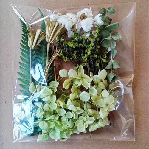 Trockenblumen Set,Natürliche Getrocknete Blumen,Trockenblumen zum Basteln,Immerwährende Blume,Getrocknete Gepresste Blumen,für DIY Kerze Harz Scrapbooking Handwerk Karten Machen,Grün von Wambere