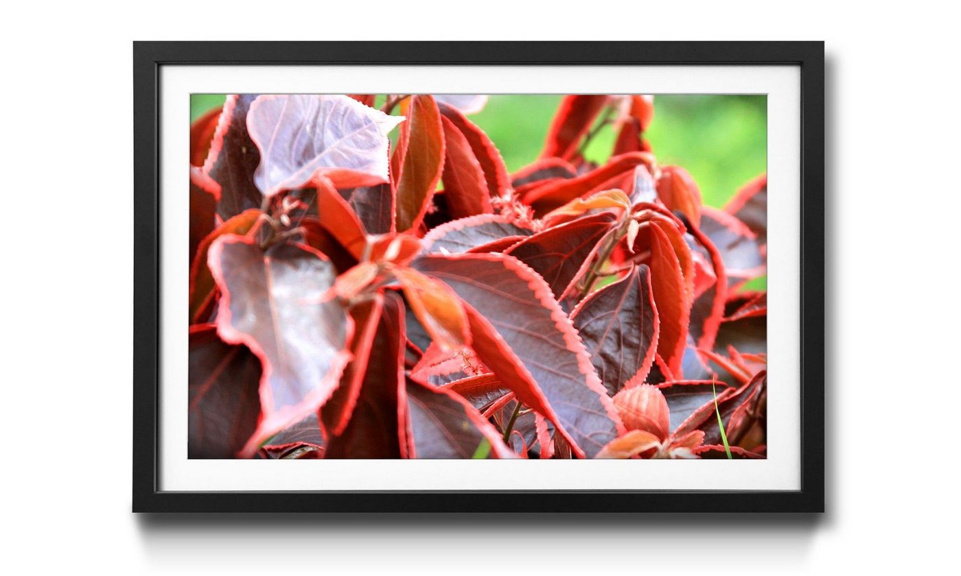 WandbilderXXL Bild mit Rahmen Beauty Plant, Blumen, Wandbild, in 4 Größen erhältlich von WandbilderXXL