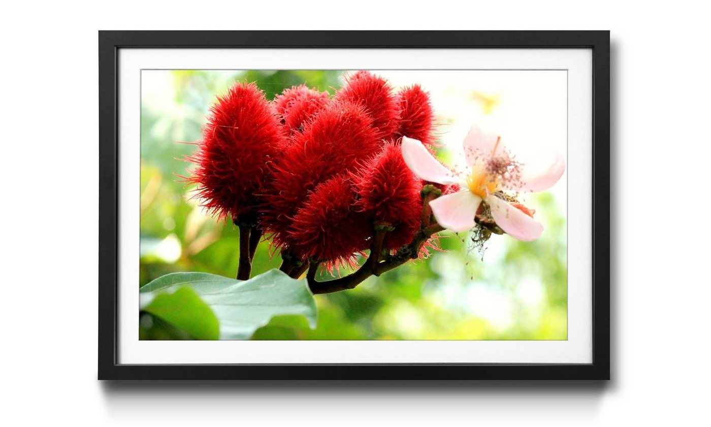 WandbilderXXL Bild mit Rahmen Beauty Redbud, Blumen, Wandbild, in 4 Größen erhältlich von WandbilderXXL