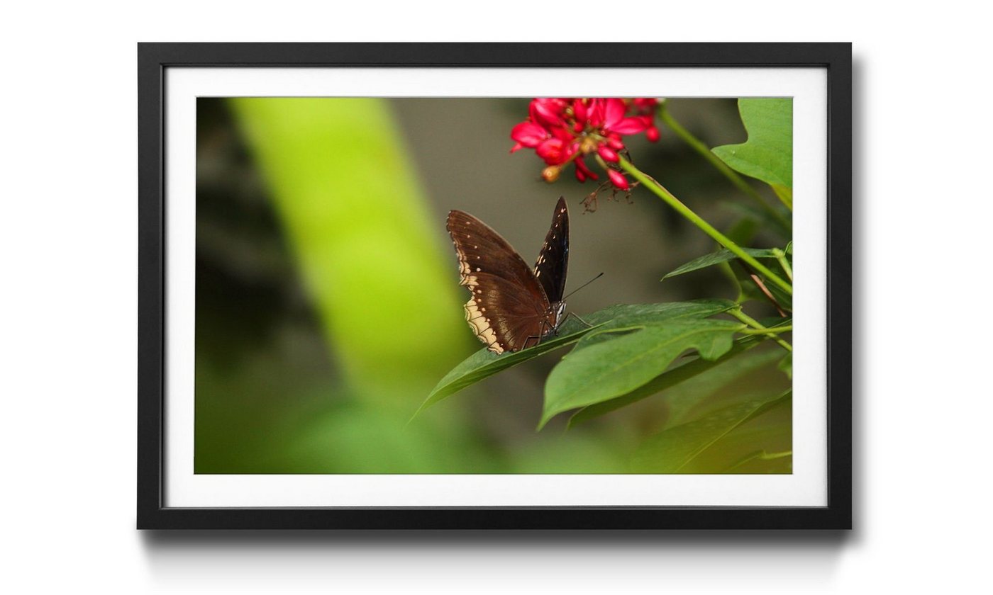 WandbilderXXL Bild mit Rahmen Brown Butterfly, Schmetterling, Wandbild, in 4 Größen erhältlich von WandbilderXXL