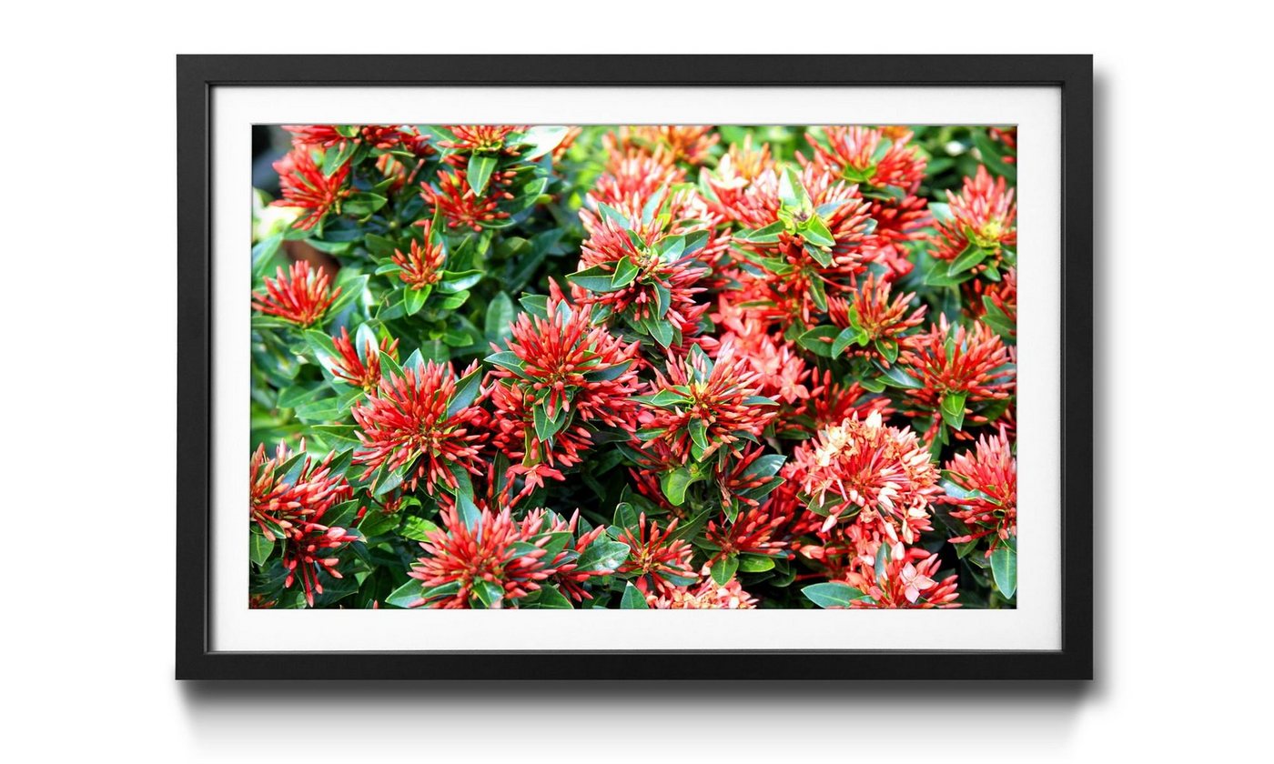 WandbilderXXL Bild mit Rahmen Green Red Nature, Blumen, Wandbild, in 4 Größen erhältlich von WandbilderXXL