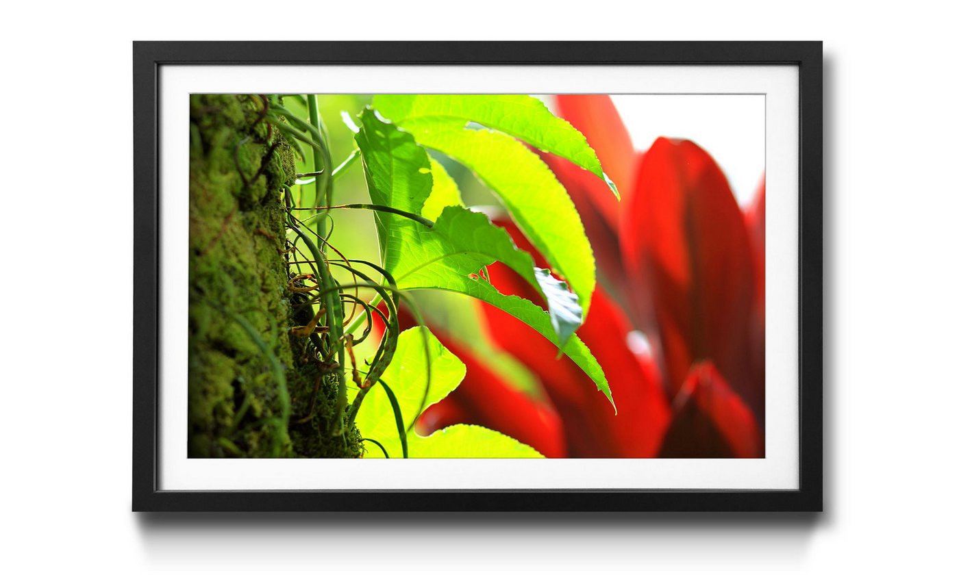 WandbilderXXL Bild mit Rahmen Red Green Nature, Blumen, Wandbild, in 4 Größen erhältlich von WandbilderXXL