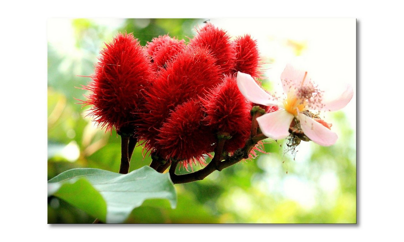 WandbilderXXL Leinwandbild Beauty Red Bud, Blume (1 St), Wandbild,in 6 Größen erhältlich von WandbilderXXL