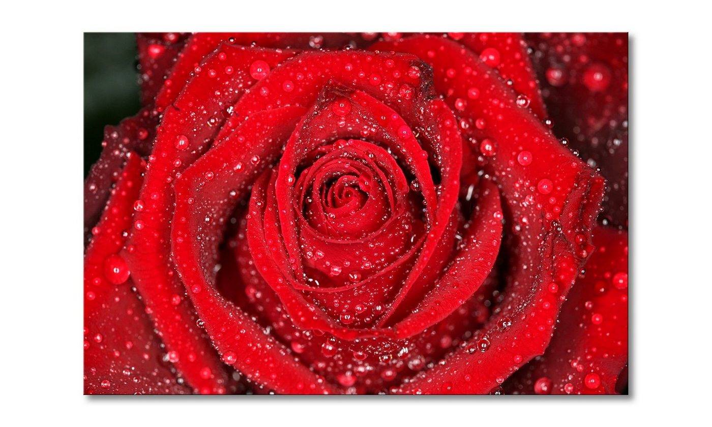 WandbilderXXL Leinwandbild Morning Rose, Blume (1 St), Wandbild,in 6 Größen erhältlich von WandbilderXXL