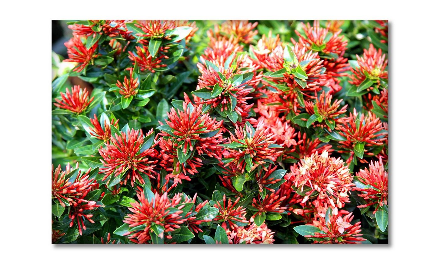 WandbilderXXL Leinwandbild Red Green Nature, Blumen (1 St), Wandbild,in 6 Größen erhältlich von WandbilderXXL