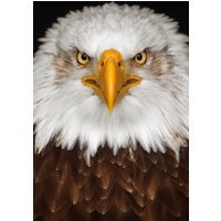 Wandkraft | Wanddekoration Adler von Wandkraft