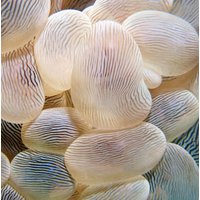 Wandkraft | Wanddekoration Anemone von Wandkraft