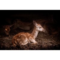 Wandkraft | Wanddekoration Bambi von Wandkraft