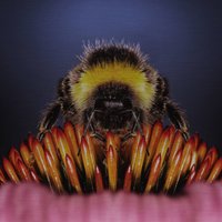 Wandkraft | Wanddekoration Bienenleben von Wandkraft