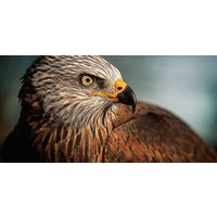 Wandkraft | Wanddekoration Bright Eagle von Wandkraft