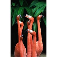 Wandkraft | Wanddekoration Bright Flamingo von Wandkraft