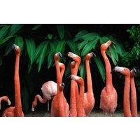 Wandkraft | Wanddekoration Bright Flamingo von Wandkraft