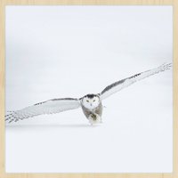 Wandkraft | Wanddekoration Bright Flight Wandkraft | Wanddekoration Bright Flight von Wandkraft