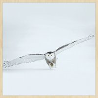 Wandkraft | Wanddekoration Bright Wing Winter Wandkraft | Wanddekoration Bright Wing Winter von Wandkraft