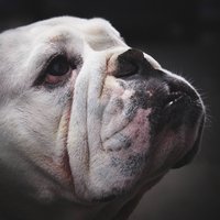 Wandkraft | Wanddekoration Bulldogge von Wandkraft