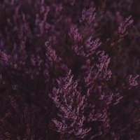 Wandkraft | Wanddekoration Cool Purple von Wandkraft