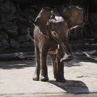 Wandkraft | Wanddekoration Elefant von Wandkraft