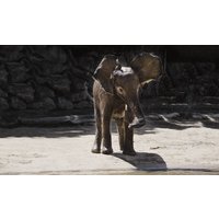 Wandkraft | Wanddekoration Elefant von Wandkraft