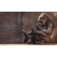 Wandkraft | Wanddekoration Gorillas von Wandkraft