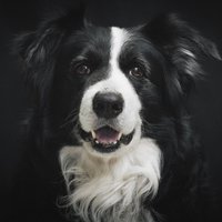 Wandkraft | Wanddekoration Hund von Wandkraft