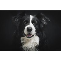 Wandkraft | Wanddekoration Hund von Wandkraft