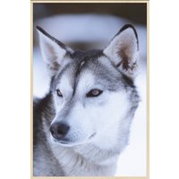 Wandkraft | Wanddekoration Husky von Wandkraft