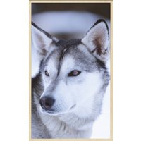 Wandkraft | Wanddekoration Husky von Wandkraft