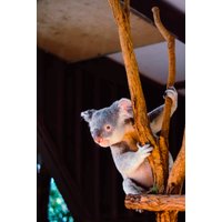 Wandkraft | Wanddekoration Koala von Wandkraft