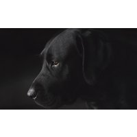 Wandkraft | Wanddekoration Labrador von Wandkraft