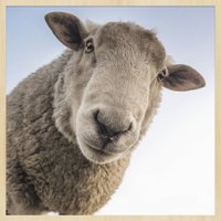 Wandkraft | Wanddekoration Schaf Wandkraft | Wanddekoration Schaf von Wandkraft