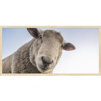 Wandkraft | Wanddekoration Schaf Wandkraft | Wanddekoration Schaf von Wandkraft
