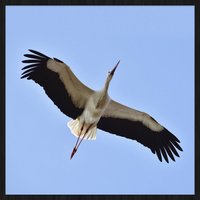 Wandkraft | Wanddekoration Storch von Wandkraft