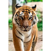 Wandkraft | Wanddekoration Tiger von Wandkraft
