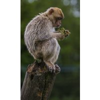 Wandkraft | Wanddekoration Wildlife Affe Wandkraft | Wanddekoration Wildlife Affe von Wandkraft