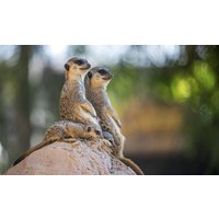 Wandkraft | Wanddekoration Wildlife Friends Wandkraft | Wanddekoration Wildlife Friends von Wandkraft