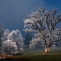 Wandkraft | Wanddekoration Winterwunder Wild von Wandkraft