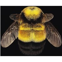 Wandkraft | Wanddekoration Wonderful Life Bee von Wandkraft