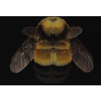 Wandkraft | Wanddekoration Wonderful Life Bee von Wandkraft