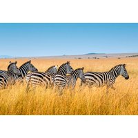 Wandkraft | Wanddekoration Zebra von Wandkraft