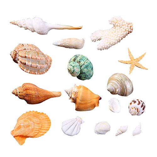 Wankd Meeresmuschelsortiment,Schöne natürliche Muscheln mit Glas gemischt natürliche Strand dekorative Muscheln für DIY Home Geschenke Handwerk Dekoration von Wankd
