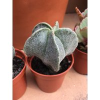 Lebende Kaktuspflanze - Astrophytum Myrostigma Oder Bishop's Bonnet Kaktus Größe S von Waraqu