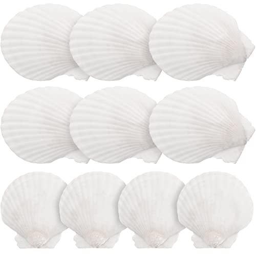 Warmhm 10 Stück Strandmuscheln Große Natürliche Muscheln Jakobsmuscheln Muschelverschönerung für Aquarien Aquarien Ornamente Strand Mottoparty Hochzeitsdeko Vasenfüller Weiß von Warmhm